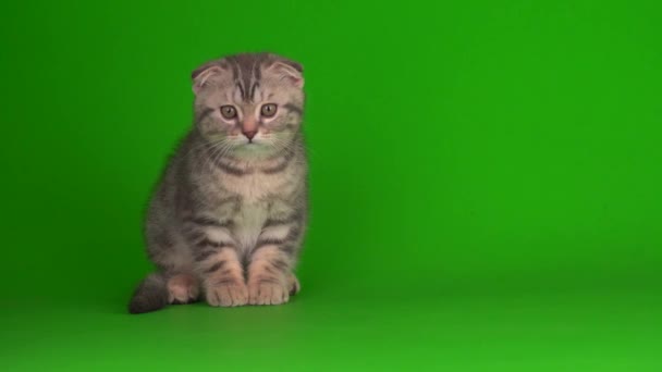 Gattino Grigio Gatto Lop Ear Britannico Uno Schermo Sfondo Verde — Video Stock