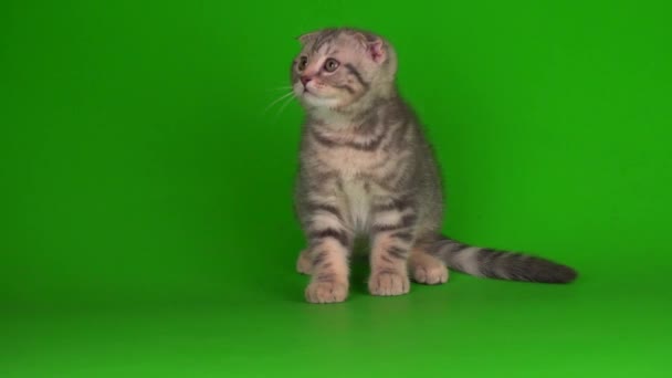 Котенок Серый Кот Lop Ухо Британский Зеленом Фоне Экрана — стоковое видео