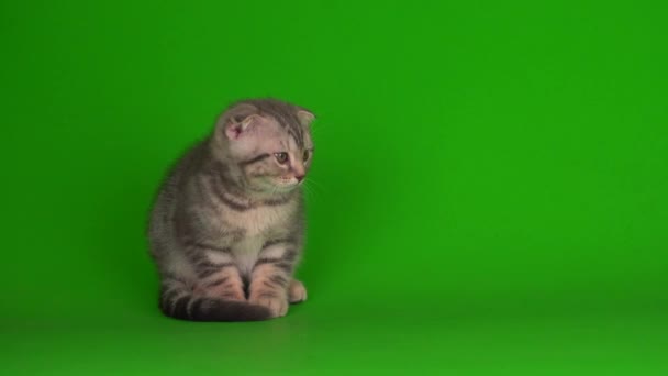 Kätzchen Graue Katze Lop Eared Briten Auf Einem Grünen Hintergrund — Stockvideo