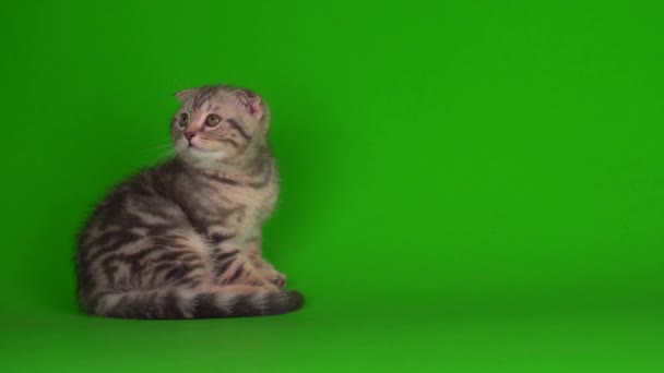 Gattino Grigio Gatto Lop Ear Britannico Uno Schermo Sfondo Verde — Video Stock