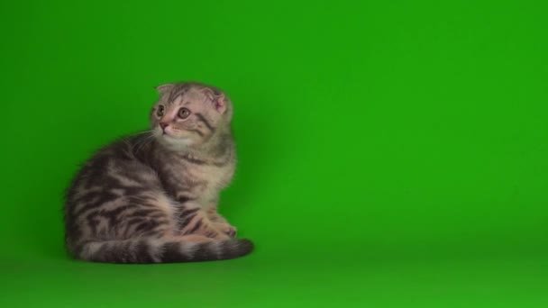 Kitten Gray Cat Lop Eared British Green Background Screen — Stock Video