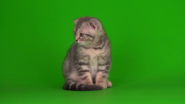 Yavru Kedi Yeşil Arka Planda Kıvrık Kulaklı Ngiliz — Stok video