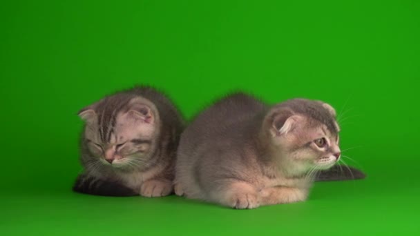 Kitten Gray Cat Lop Eared British Green Background Screen — Stock Video