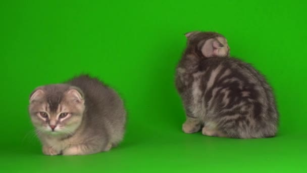 Gattino Grigio Gatto Lop Ear Britannico Uno Schermo Sfondo Verde — Video Stock