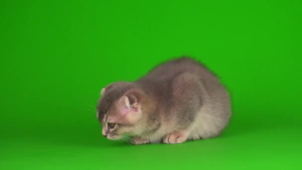 Kitten Gray Cat Lop Eared British Green Background Screen — Stock Video