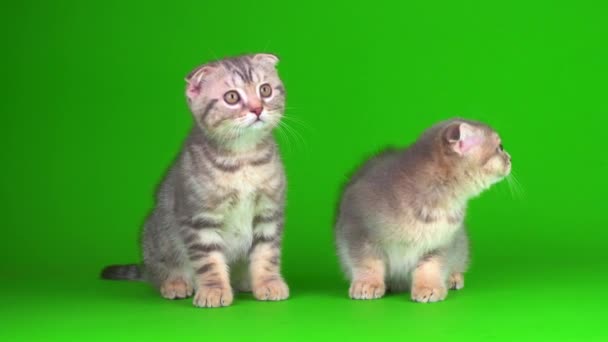 子猫は緑の背景の画面にグレーの猫を置き — ストック動画