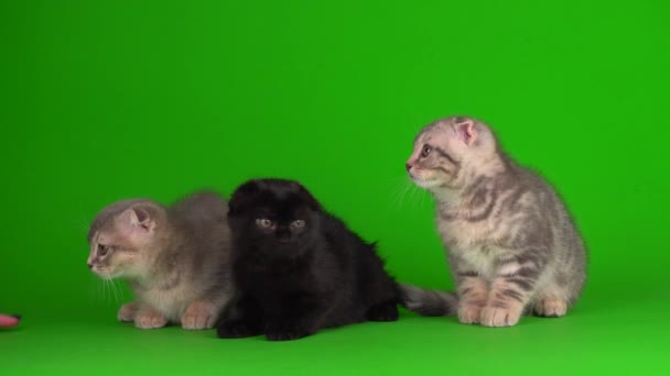 Kocięta Następnie Szare Koty Zielonym Tle Ekranu — Wideo stockowe