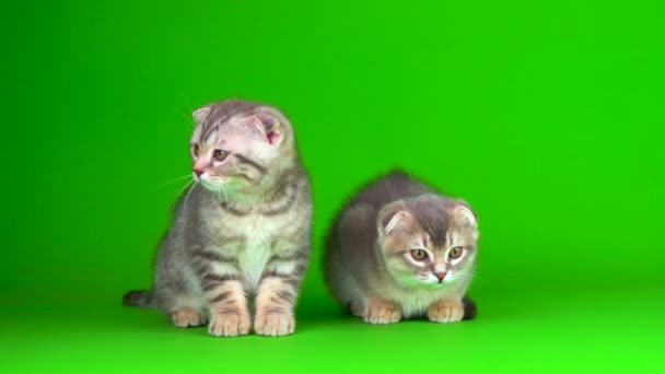Котята Затем Серые Кошки Зеленом Фоне Экрана — стоковое видео