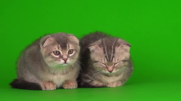 Chatons Puis Chats Gris Chats Sur Écran Fond Vert — Video