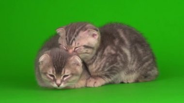 Yavru kedi, yeşil arka planda kıvrık kulaklı İngiliz.