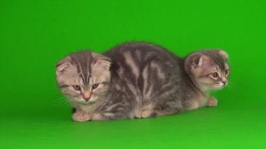 Yavru kedi, yeşil arka planda kıvrık kulaklı İngiliz.