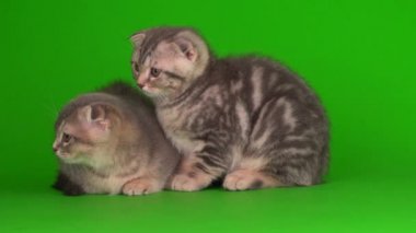 Yavru kedi, yeşil arka planda kıvrık kulaklı İngiliz.