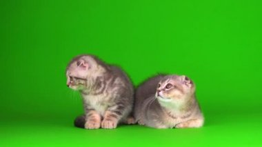 Yavru kedi, yeşil arka planda kıvrık kulaklı İngiliz.