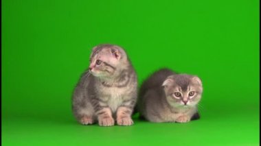 Yavru kedi, yeşil arka planda kıvrık kulaklı İngiliz.