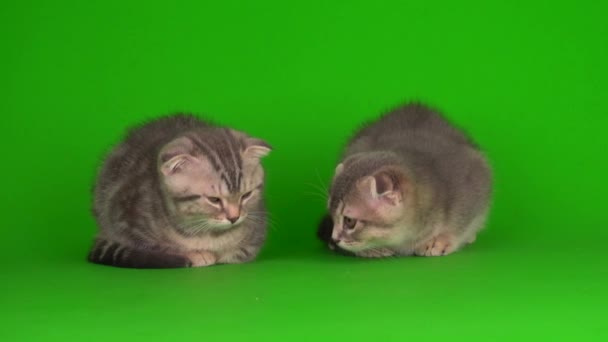 Kittens Dan Grijs Katten Katten Een Groene Achtergrond Scherm — Stockvideo