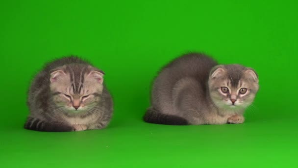 Kätzchen Dann Graue Katzen Auf Grünem Hintergrund — Stockvideo