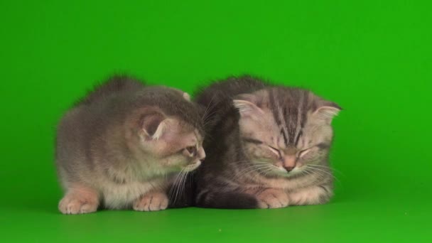 Kätzchen Dann Graue Katzen Auf Grünem Hintergrund — Stockvideo