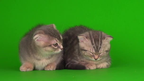 小猫然后灰色的猫在绿色的背景屏幕上 — 图库视频影像