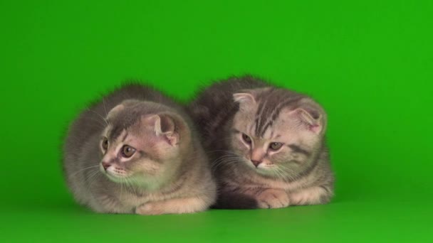 Chatons Puis Chats Gris Chats Sur Écran Fond Vert — Video