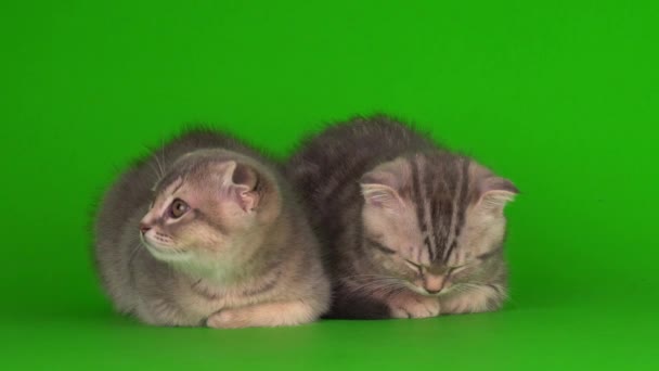 小猫然后灰色的猫在绿色的背景屏幕上 — 图库视频影像