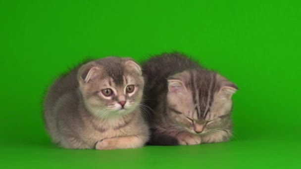 Gatinhos Gatos Seguida Cinza Gatos Uma Tela Fundo Verde — Vídeo de Stock