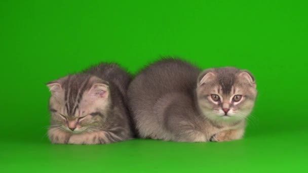 Cica Majd Szürke Macskák Macskák Zöld Háttér Képernyő — Stock videók