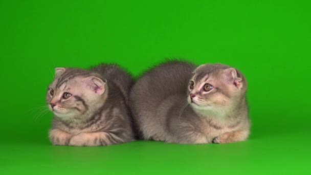 Cica Majd Szürke Macskák Macskák Zöld Háttér Képernyő — Stock videók