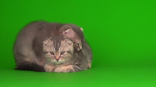 Gatinhos Gatos Seguida Cinza Gatos Uma Tela Fundo Verde — Vídeo de Stock