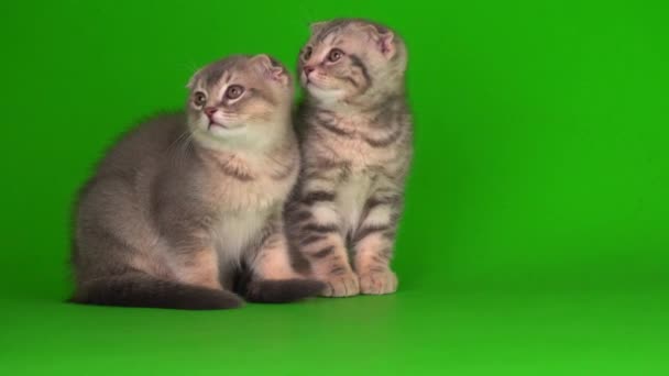 Gattini Poi Gatti Grigi Uno Schermo Sfondo Verde — Video Stock