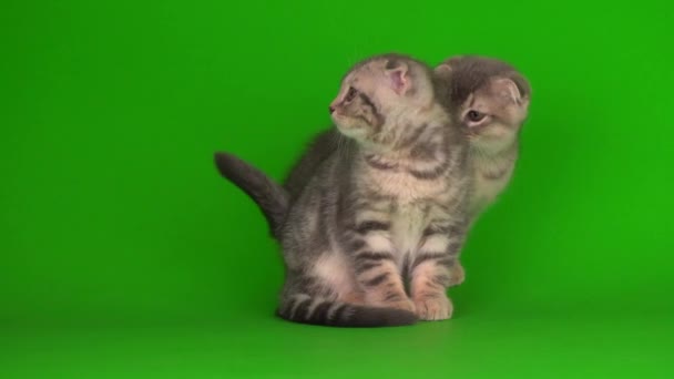 Kittens Gray Cats Cats Green Background Screen — Stock Video