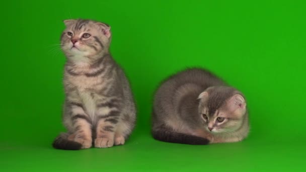 Kattungar Sedan Grå Katter Grön Bakgrundsskärm — Stockvideo