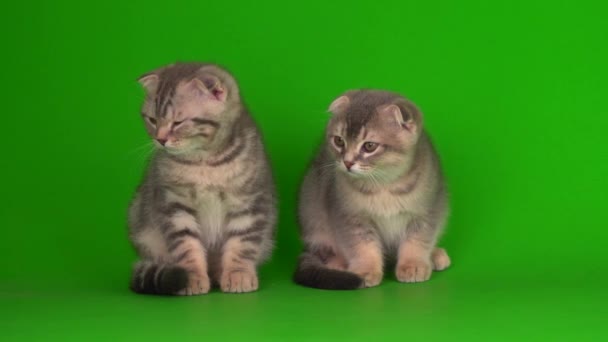 Gatinhos Gatos Seguida Cinza Gatos Uma Tela Fundo Verde — Vídeo de Stock