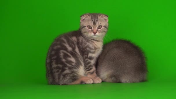 Kittens Gray Cats Cats Green Background Screen — Stock Video