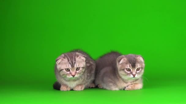 Chatons Puis Chats Gris Chats Sur Écran Fond Vert — Video