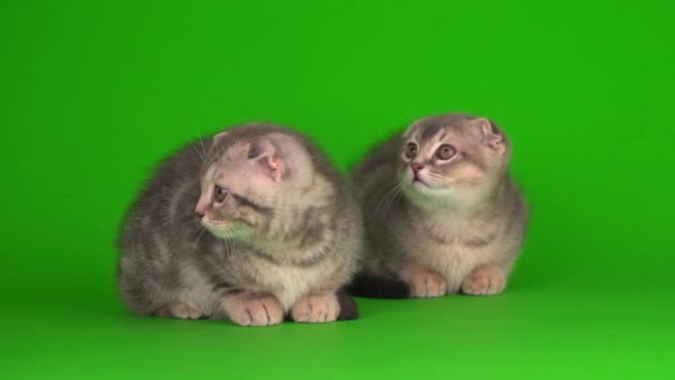 Γατάκια Στη Συνέχεια Γκρι Γάτες Μια Πράσινη Οθόνη Υποβάθρου — Αρχείο Βίντεο