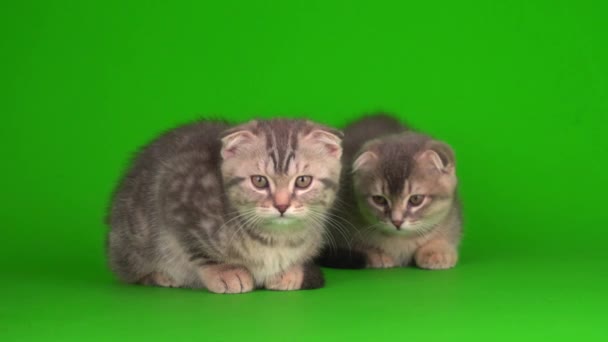 Videos Pour Chroma Cle Arriere Plan Chat Chroma Cle Arriere Plan Chat Clips Video Hd 4k Footage Depositphotos
