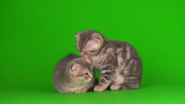 Γατάκι Γκρι Γάτα Lop Eared Βρετανικό Μια Πράσινη Οθόνη Υποβάθρου — Αρχείο Βίντεο