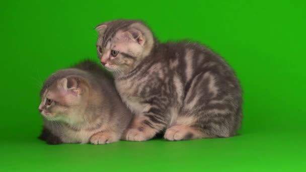 Gattino Grigio Gatto Lop Ear Britannico Uno Schermo Sfondo Verde — Video Stock