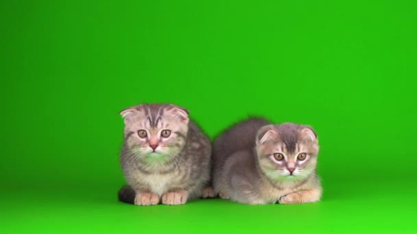 Kotek Szary Kot Lop Uszny Brytyjski Zielony Ekran Tła — Wideo stockowe