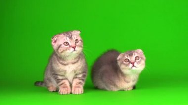 Yavru kedi, yeşil arka planda kıvrık kulaklı İngiliz.