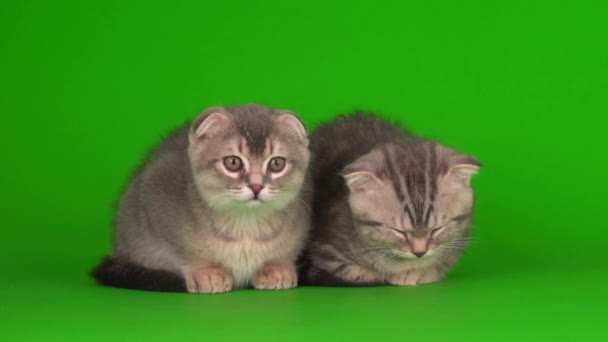 在绿色的背景屏幕上 猫灰色的耳朵 — 图库视频影像