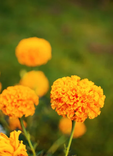 Beautiful Marigolds Bloom Outdoors Summer — Stock Photo, Image