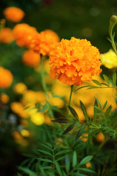 Hermosas Caléndulas Florecen Aire Libre Verano —  Fotos de Stock