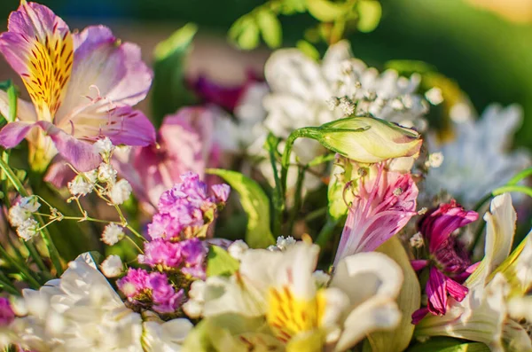Verse Wilde Bloemen Bloeien Het Veld Een Mooie Zonnige Zomerdag — Stockfoto