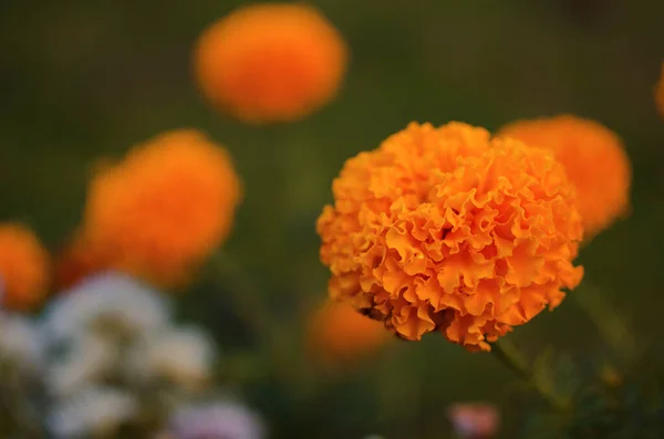Beautiful Marigolds Bloom Outdoors Summer — Stock Photo, Image