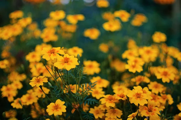 Piękne Marigolds Kwitną Zewnątrz Lecie — Zdjęcie stockowe