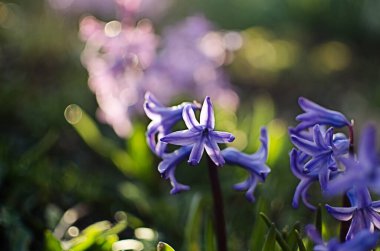 Harika sümbül çiçekleri, sınırlı güneşli bir günde baharda açık havada açar.
