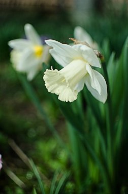 Harika nergis çiçekleri baharda çiçek açar çiçek ve arka plan için.