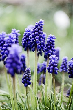 Küçük bahar mavisi Muscari çiçekleri güneşli bir günde açık havada açar.