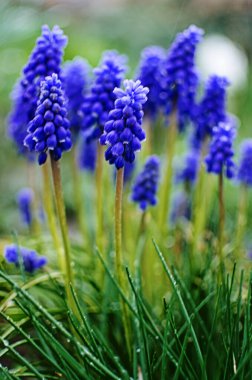 Küçük bahar mavisi Muscari çiçekleri güneşli bir günde açık havada açar.